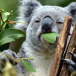 В Австралії снайпери з вертольотів застрели сотні коал: в чому причина